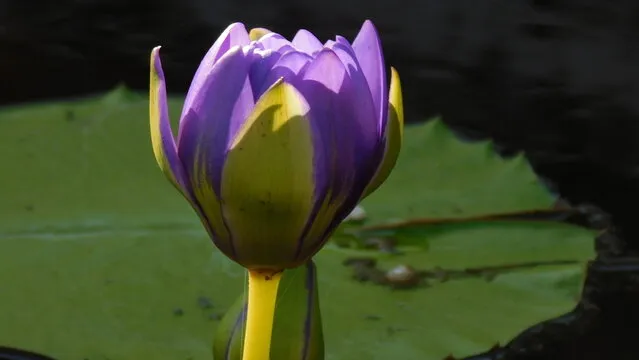 77彩票开奖背景